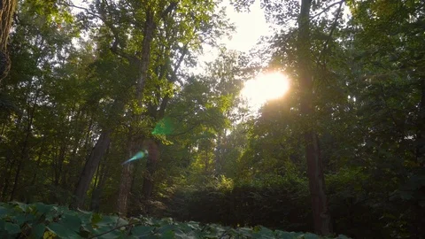 The forest through which the rays of the sun pass Vidéo 126638410