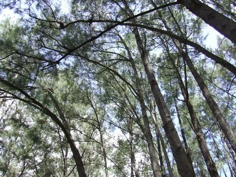 Forest thru the sun. Stock Photos