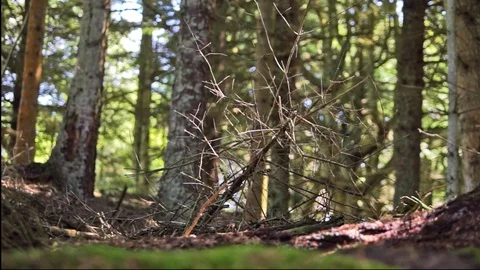 Forest in Thy National Park Stock Footage 94474325