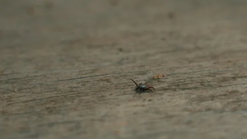 A forest tick on a wooden board Stock Footage 324905448