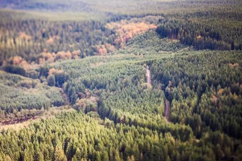 Forest, tilt shift effect 스톡 사진