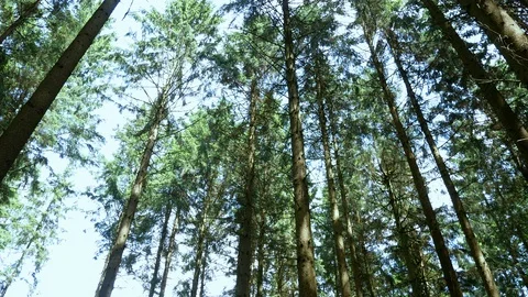 Forest tilt shot from the tree tops to the roots Stock Footage 109547446