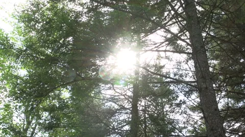 Forest Tilt Up Sun Flare 스톡 동영상 41222369
