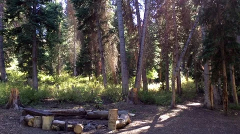 Forest timber being cut, falls to the ground HD  Stock-Footage 68690529