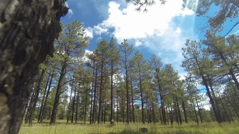 Forest Time Lapse Day  Video stock 92095885