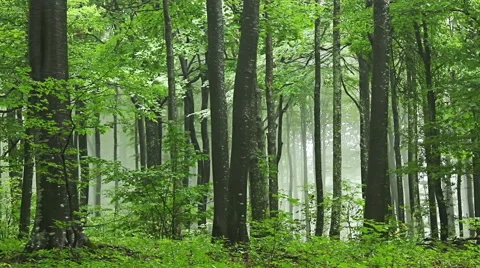 Forest time lapse with drifting fog through trees Video stock 55375396