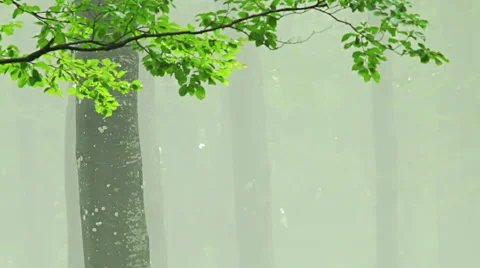 Forest time lapse with drifting fog through trees 스톡 동영상 55375530