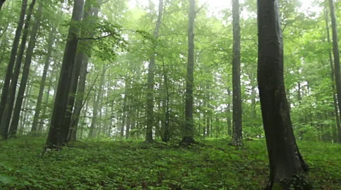 Forest time lapse with drifting fog through trees Stock Footage 55375912