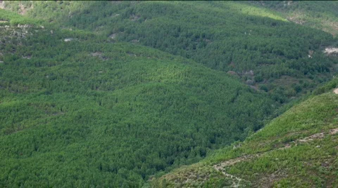 Forest time-lapse Stock Footage 518866