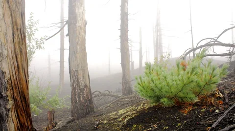 Forest Time lapse Stock Footage 35884626