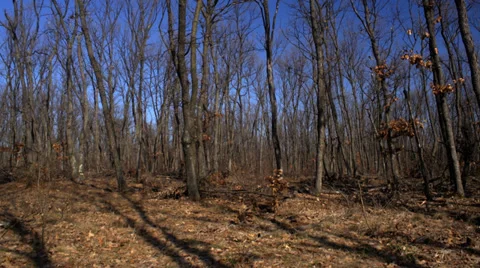 Forest time lapse through trees in forest. Stock Footage 36837635