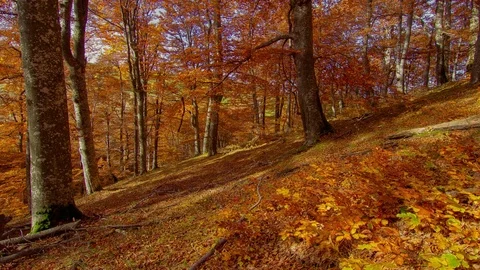 Forest time lapse through trees in mountain, motorized timelapse moving shadows Stock Footage 81504842
