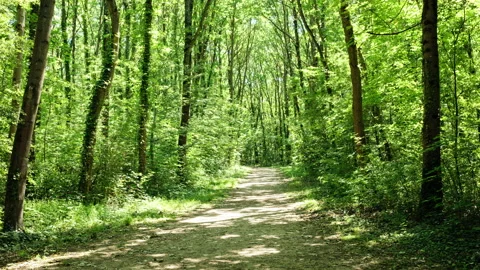 A forest time lapse view during a spring sunny morning with trees Stock Footage 133570411