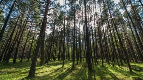 Forest timelapse 4k Stock Footage 50907729