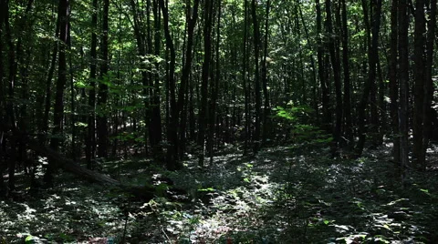 Forest timelapse background1 Stock Footage