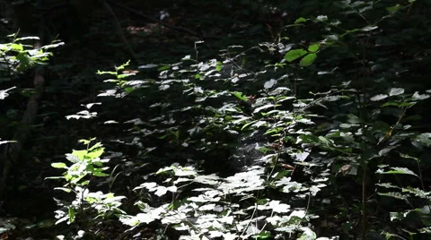 Forest timelapse background2 스톡 동영상 1067879