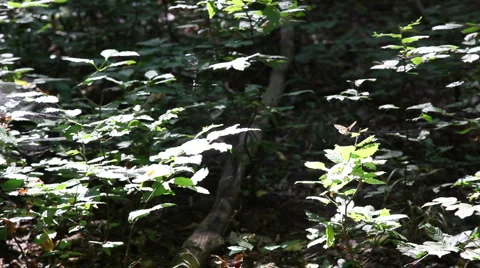 Forest timelapse butterfly background1 스톡 동영상 1067905