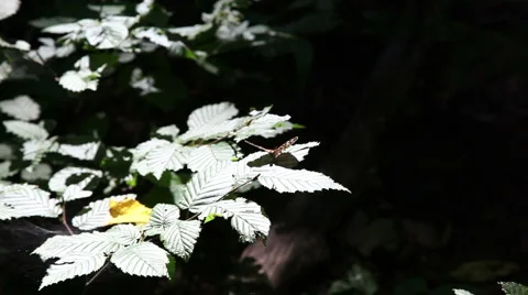 Forest timelapse butterfly background2 動画素材 1068394