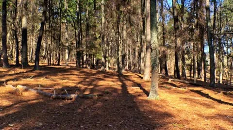 Forest Timelapse Vídeo Stock 9598168