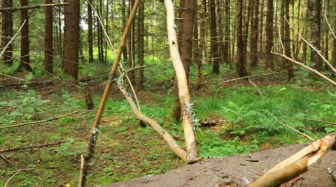 Forest timelapse 库存影片 12318002