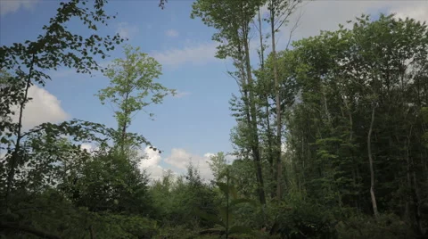 Forest TimeLapse 스톡 동영상 40976524