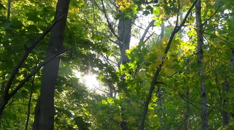 Forest Timelapse. Stock Footage 44753748