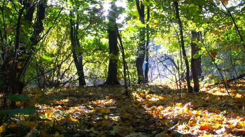 Forest Timelapse. Stock Footage 44973645