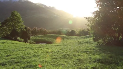 Forest timelapse Stock Footage 77048810