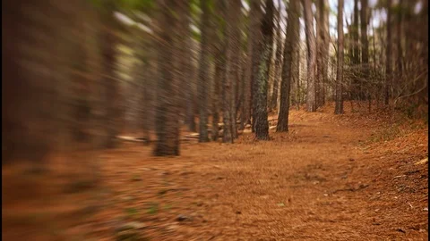 Forest Timelapse Stock Footage 89422038