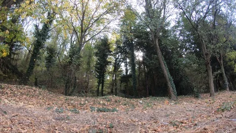 Forest timelapse Stock Footage 97461148