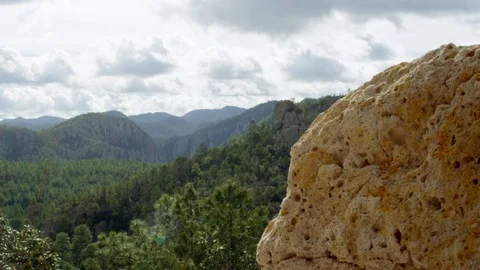 Forest Timelapse Stock Footage 98903673