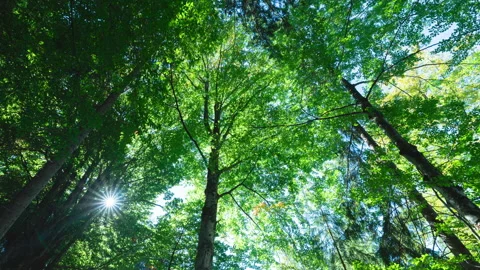 Forest Timelapse 스톡 동영상 169030712