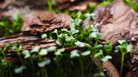Forest Timelapse of Growing plant, Sprouts Germination Stock Footage 138007942