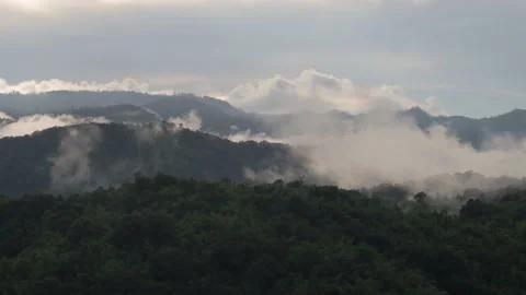 Forest timelapse with mist Video stock 169002215