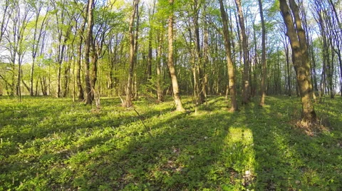 Forest timelapse. Spring time. Stock Footage 49798888