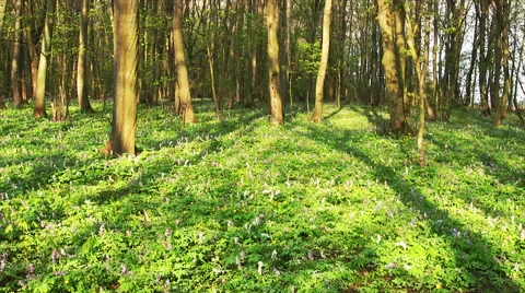 Forest timelapse. Spring time. Stock Footage 63029288