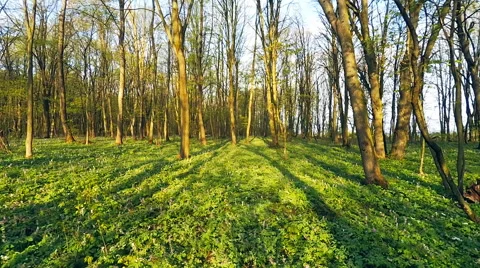 Forest timelapse. Spring time. Stock Footage 63031856