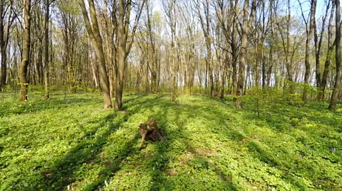 Forest timelapse. Spring time. Stock Footage 63038350