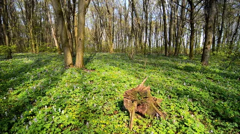 Forest timelapse. Spring time. Stock Footage 63042245