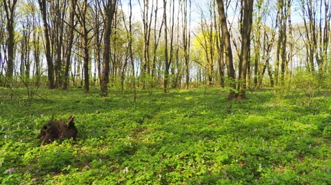 Forest timelapse. Spring time. Stock Footage 63043732