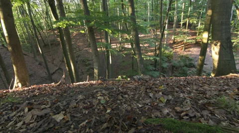 Forest timelapse-STOCK Stock Footage 34305760