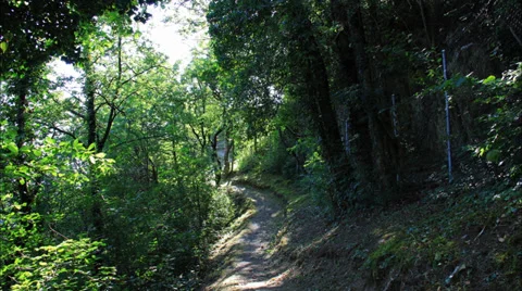 Forest-timelapses Stock Footage 36557414