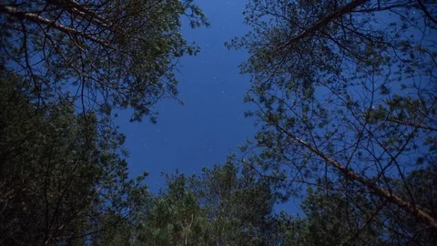 Forest Timelepse Pines Stars sky Timelapse motion, deep nature Видео 87854726