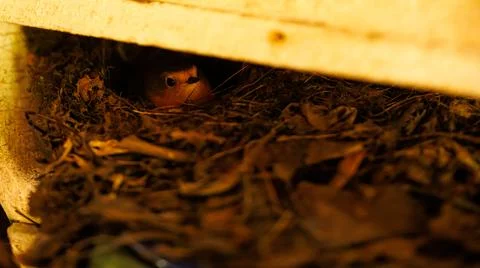 In the forest, a tiny creature rests atop a heap of fallen foliage Stock Photos