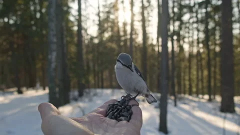 A forest tit lands on a person's palm and eats grains. Video stock 169597697