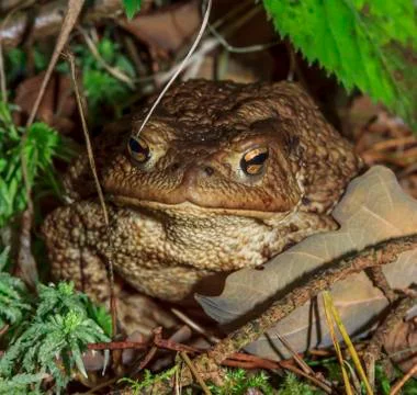 Forest toad Stock Photos
