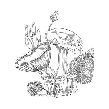 Forest toadstools and mushrooms plants engraving vector illustration isolated. Illustrazione stock