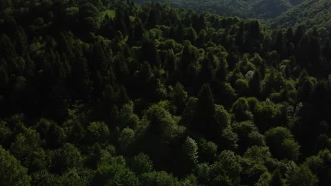Forest top down aerial shot Stock Footage 297255454