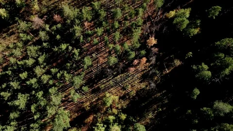 Forest top down Stock Footage 97135270