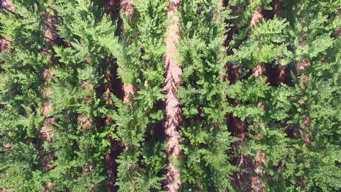 Forest Top down Shot in Cape Town, South Africa Stock Footage 79748690